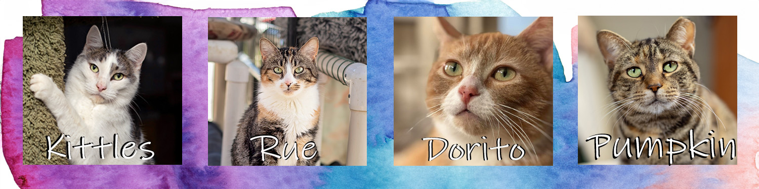 Comp-A-banner_cats_040325