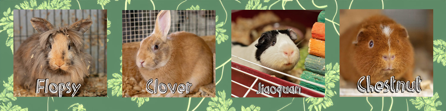 Comp-A-banner_critters-040325
