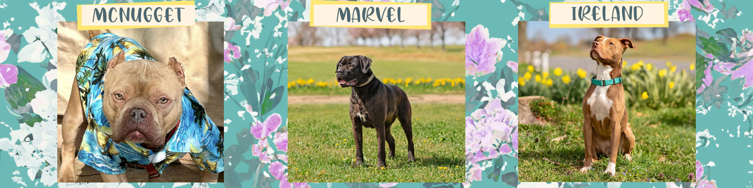 CompAnimals-Spring-Dog-Banner-040425