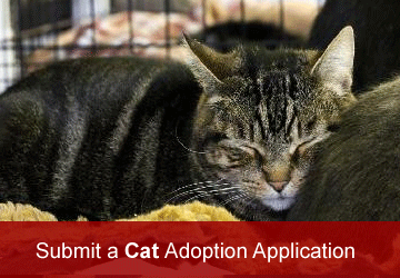 rescue cat adoption