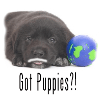 puppy spaying